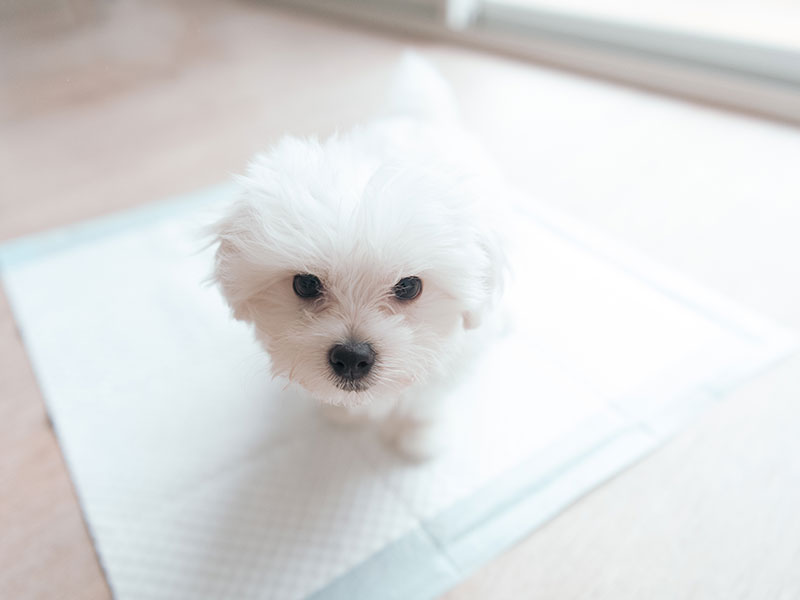 How To Teach Your Dog To Use Pee Pads