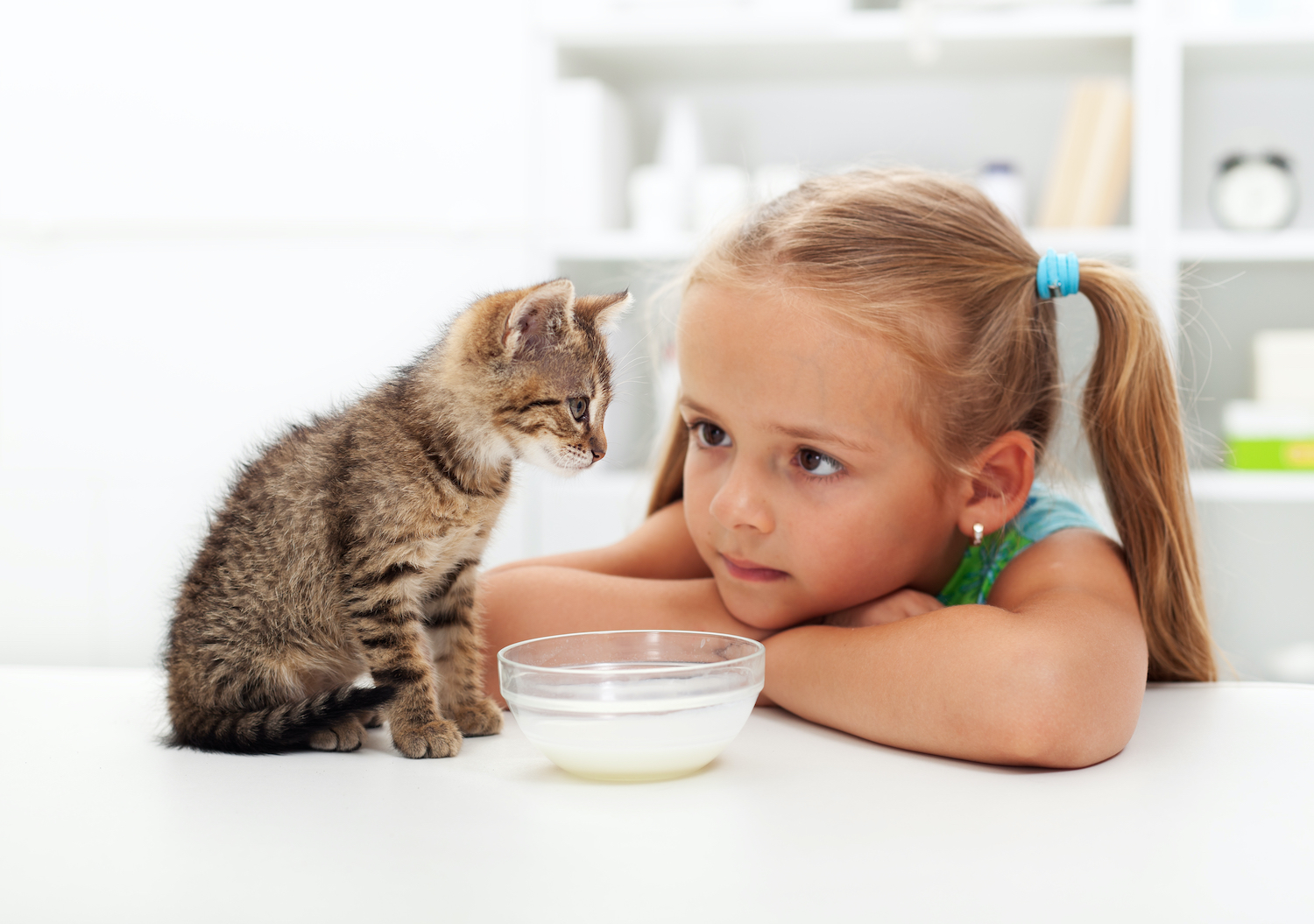 8 Kitten Essentials To Have Before You Bring Your New Pet Home