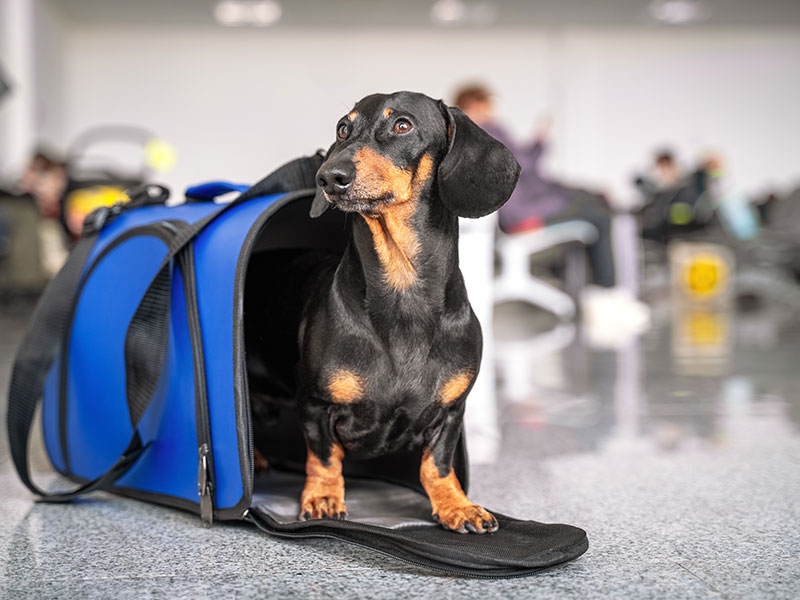 The Best Carriers To Use for Your Pet's When Traveling This Summer