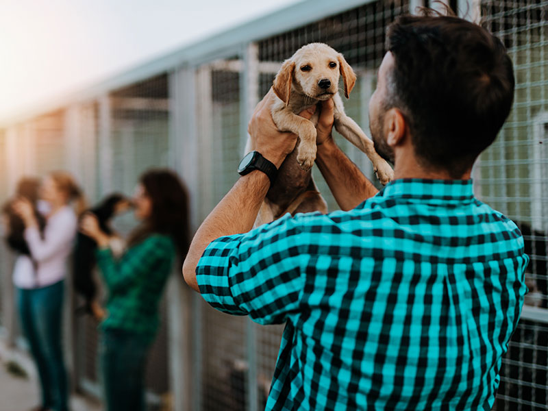 5 Things You Should Know Before Adopting a Shelter Pet
