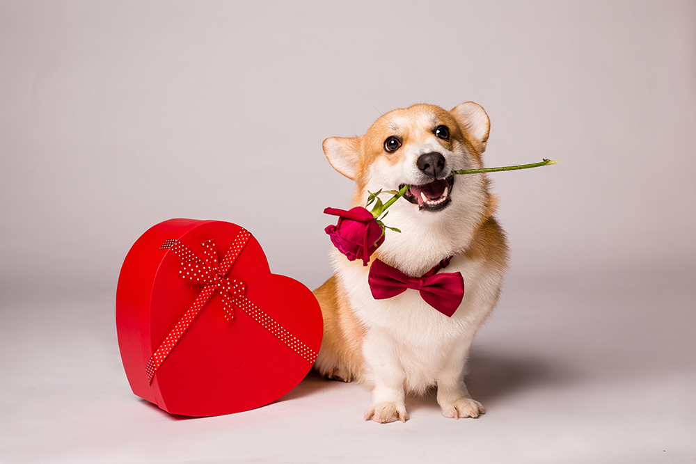Make Valentine's Day a Real Treat for Your Pup With Paw-ties and Presents