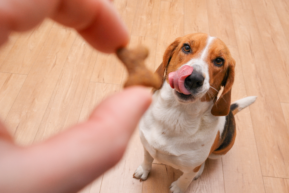 5 Best Dog Treats for Training: Low Calorie & High Rewards