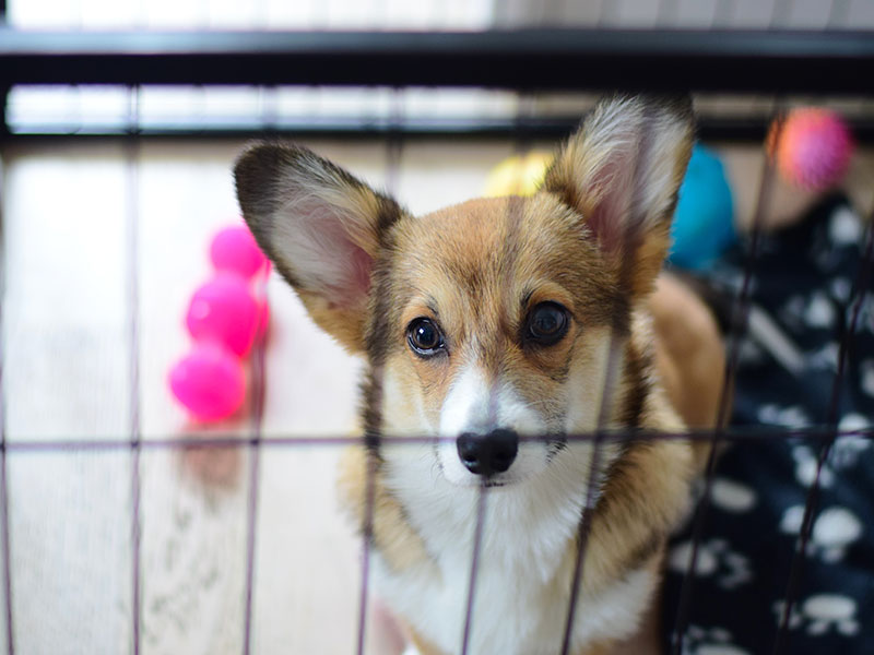 Crate Training Your Dog: How Much Is Too Much?