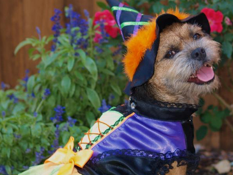 Some Classic Halloween Costume Ideas for Your Dog