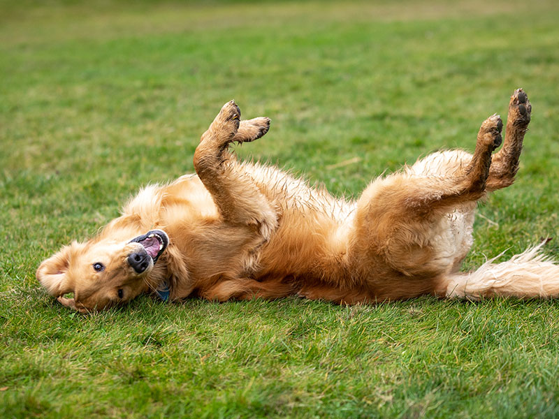 6 Ways To Help Your Dog Handle His Excessive Energy