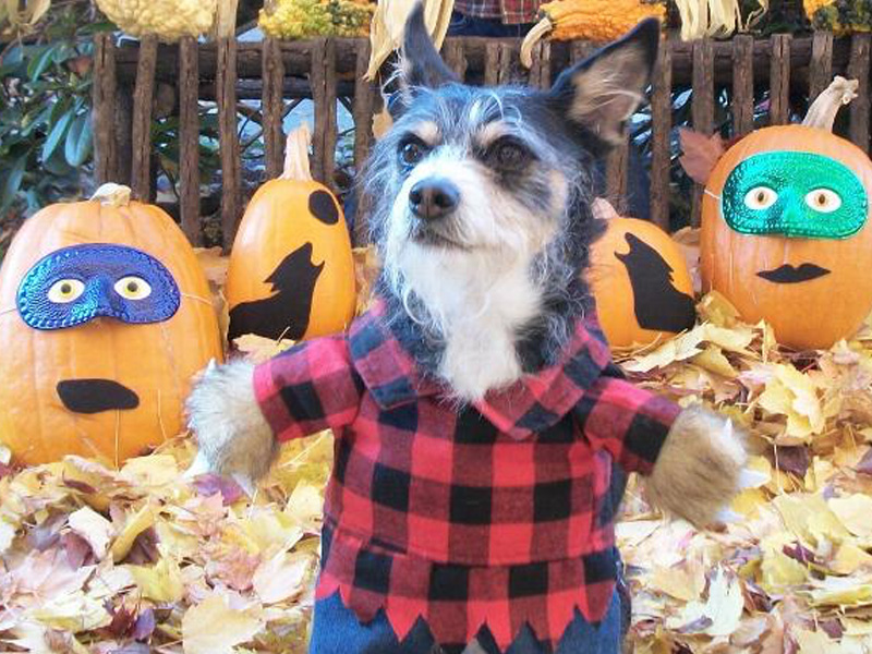A Guide to Halloween for Dogs: The Best Animal Costumes and How To Train Your Dog To Wear Them