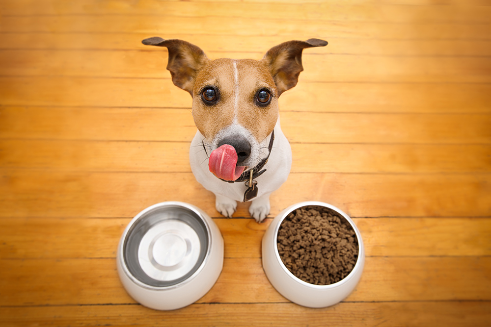 Easy and Affordable Diets for Dogs With Sensitive Stomachs