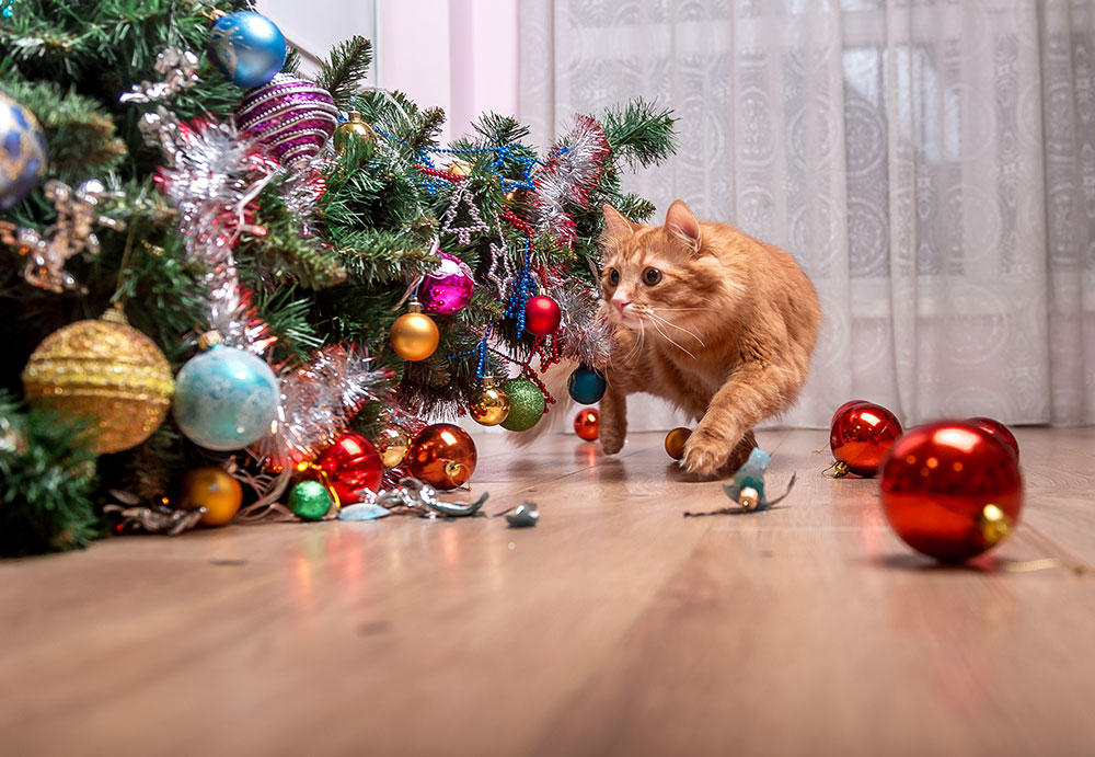 12 Tips To Keep Your Pet Safe Around a Real Christmas Tree