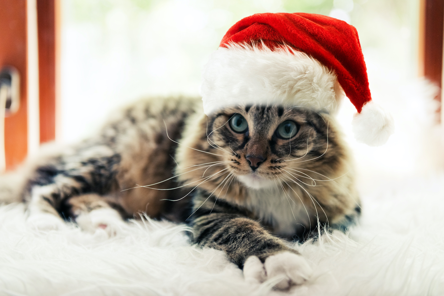 Best Cat Clothing and Accessories for Holiday Dress-Up