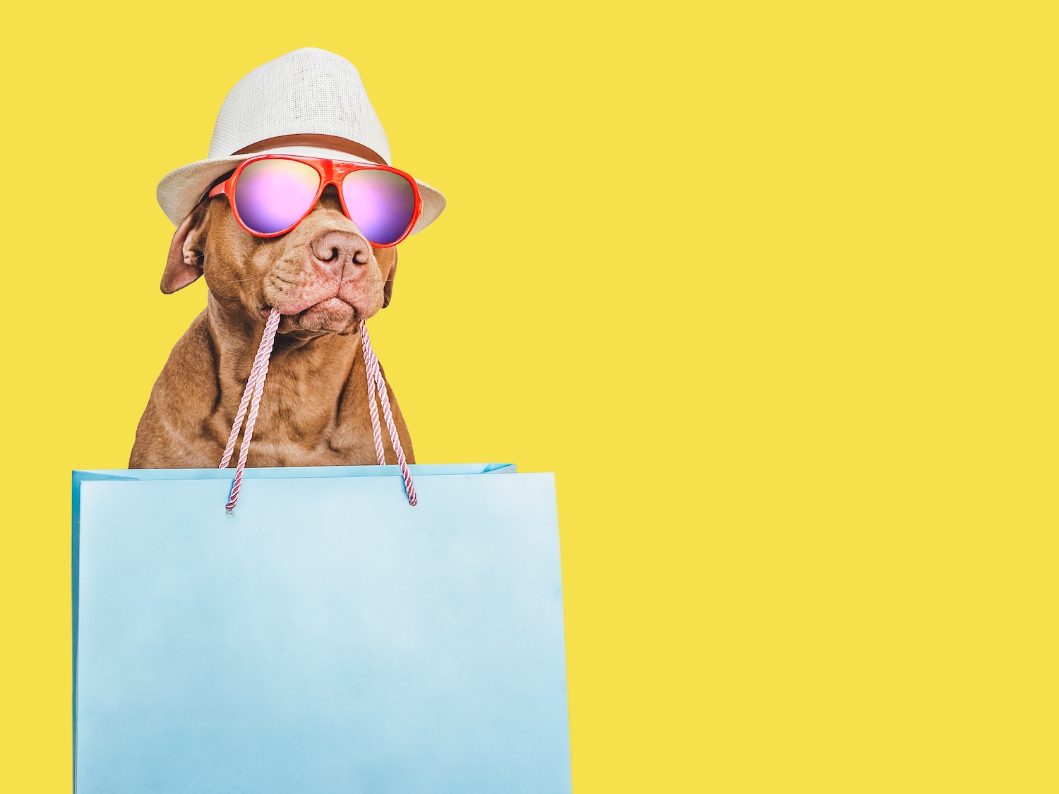 Maximize Your Pet Needs and Save With BaxterBoo's MVP Program 