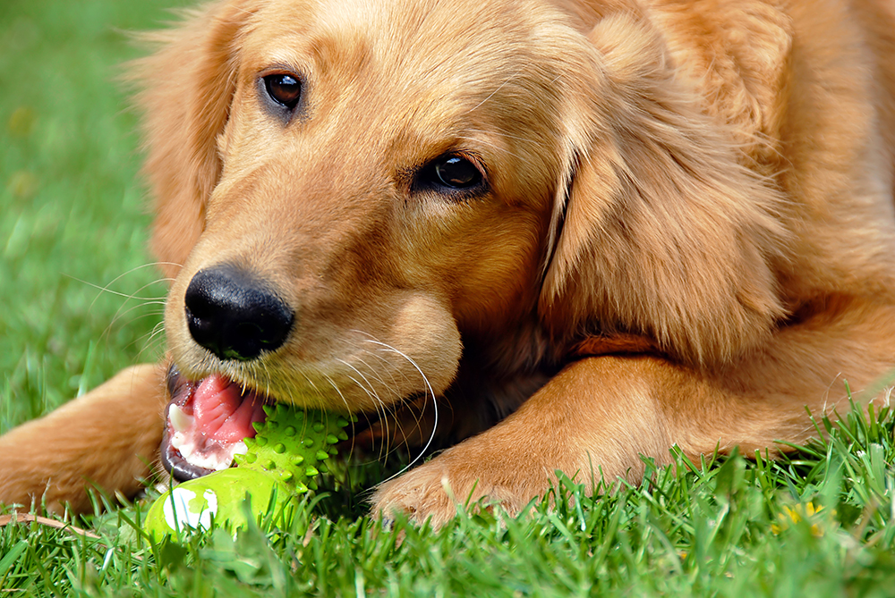 What Are the Best Dental Dog Toys?