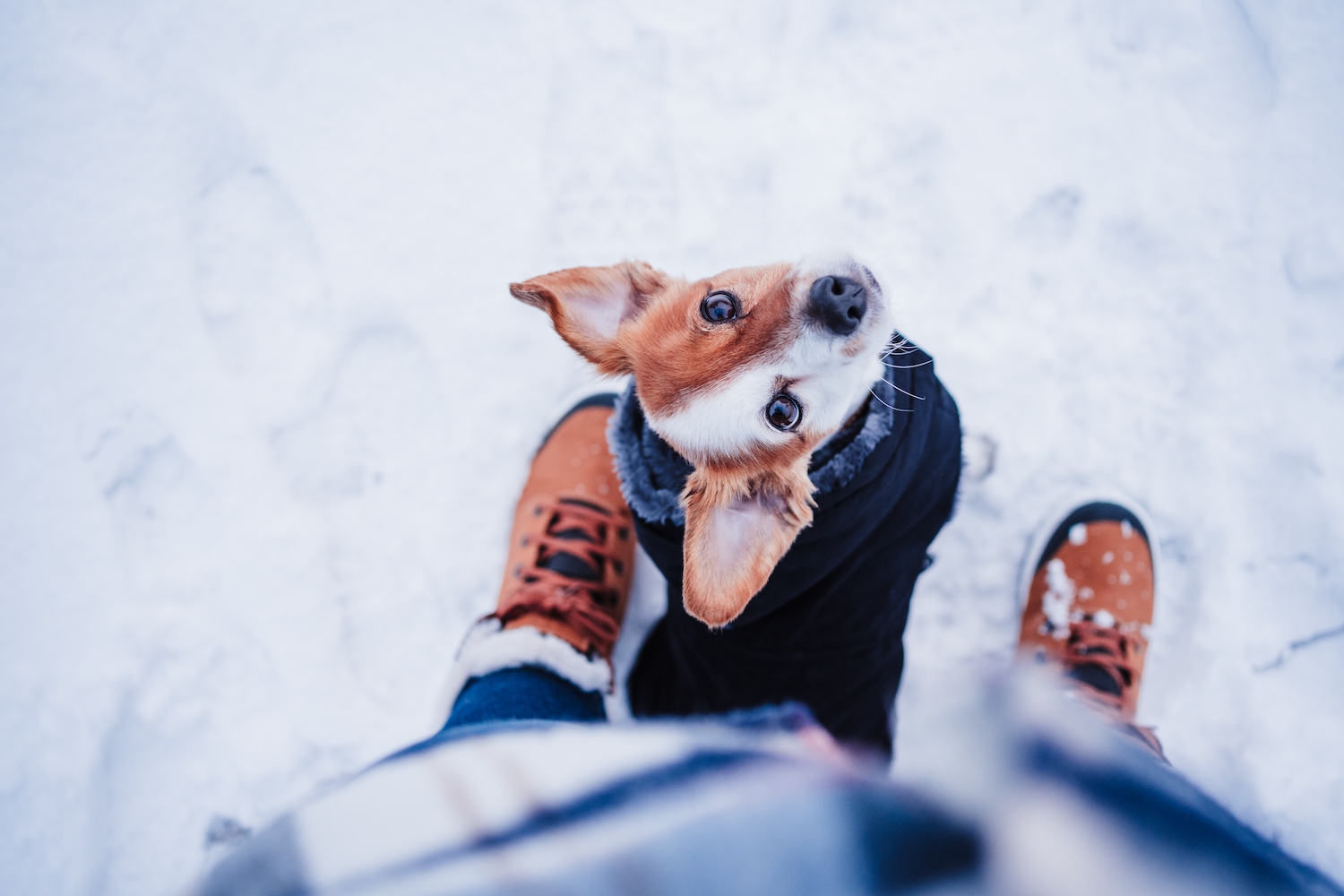 Bundle Up Your Pooch in One of the Top 4 Dog Coat Brands