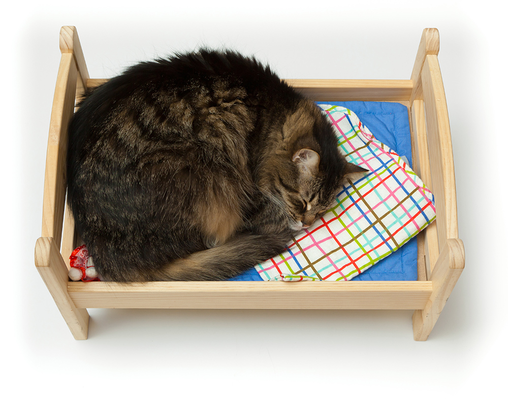 Best Pet Furniture for Your Home DÃ©cor