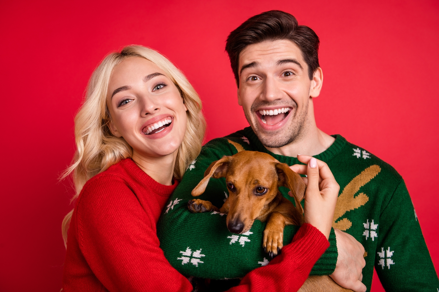 Top 11 Holiday Gifts for the Pet Lover on Your List