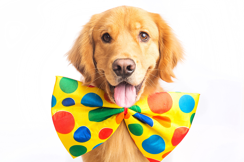 Top 10 Funniest Breeds of Dogs