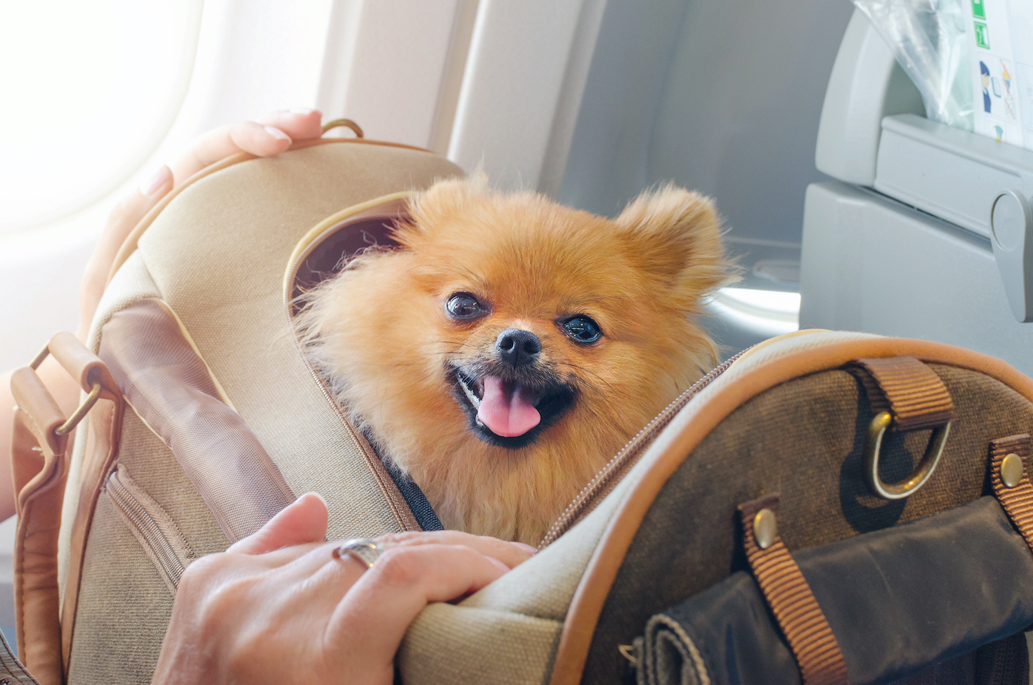 7 Tips for Flying With Your Pet