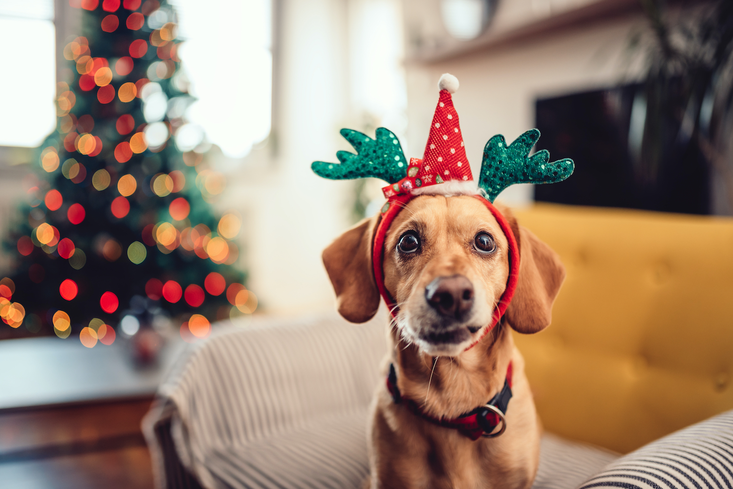 Celebrate Winter Holidays With These Dog Costumes!