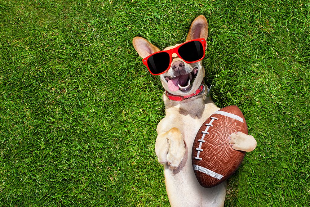 A Guide To Tailgating With Your Dog