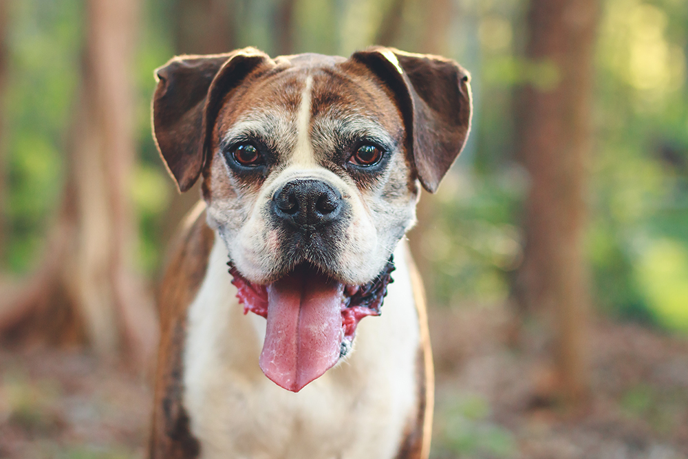 The Best Products To Help Your Senior Dog Age Gracefully