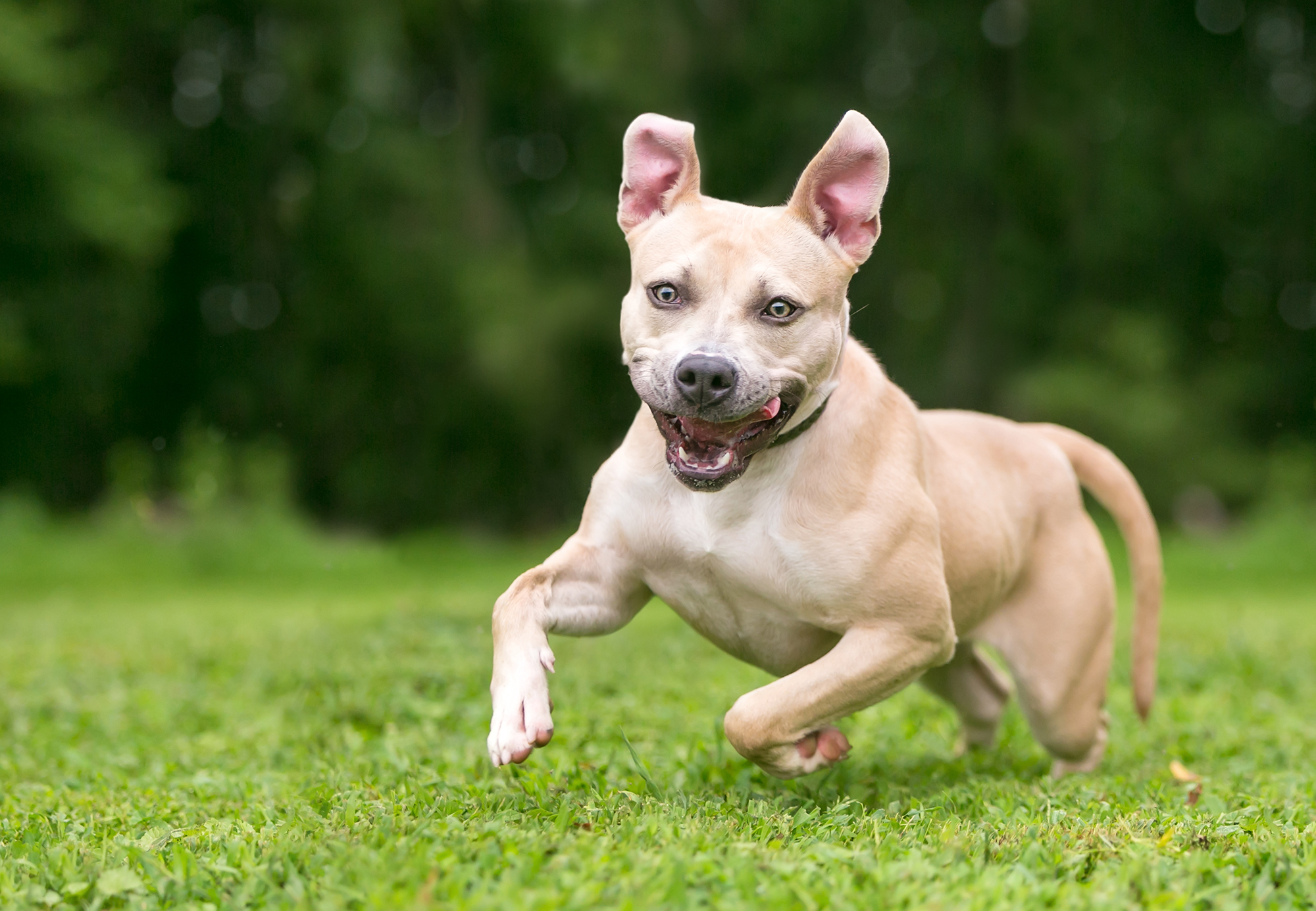 Away We Go: Why Do Dogs Get the Zoomies?