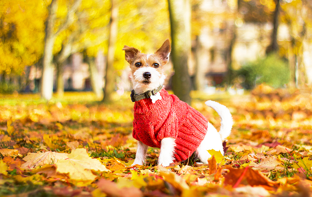 Festive Autumn Clothes for Your Pup