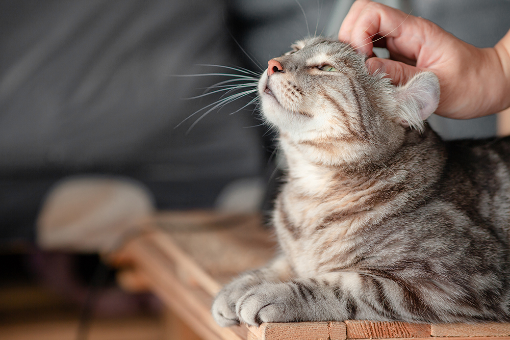 Respect the Paw: Bonding With Your Cat Through Feline Etiquette 