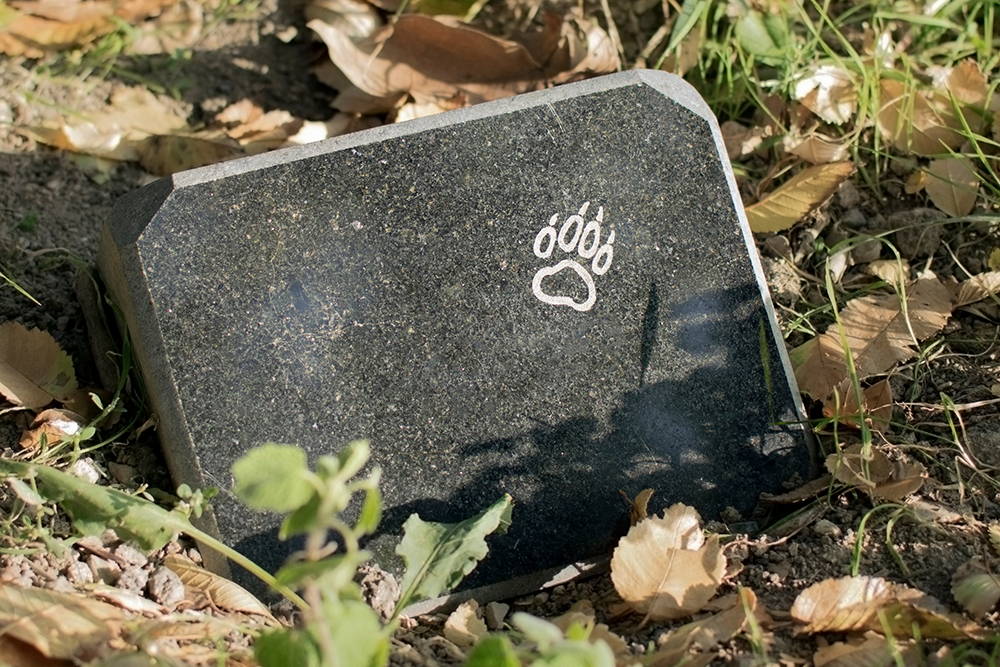 Saying Goodbye: How To Cope With the Death of Your Pet 