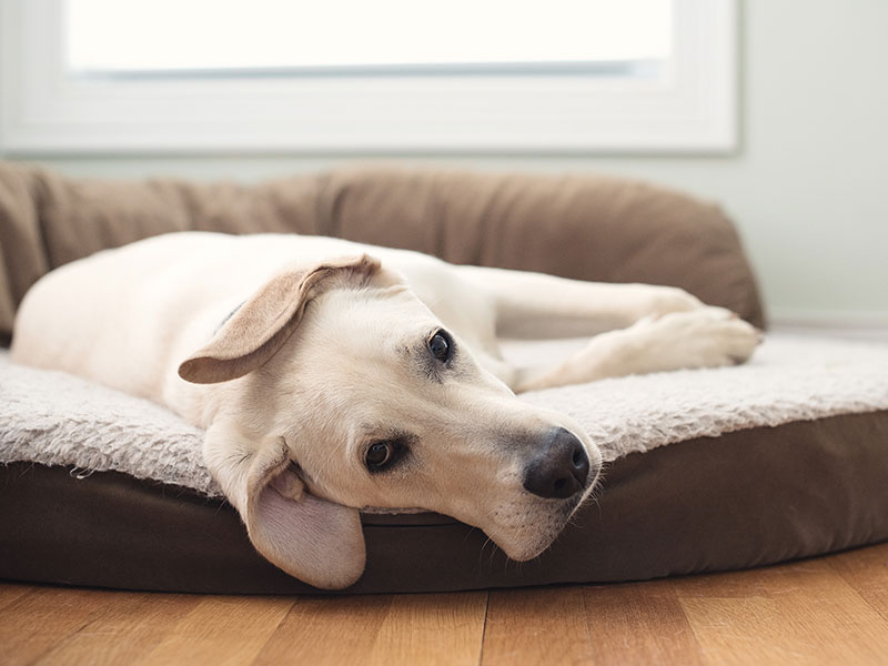 7 Things To Consider When Choosing a Dog Bed