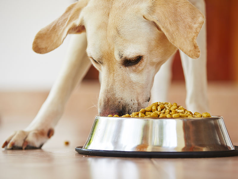 How Can Pet Owners Switch Their Dogs to a New Food?