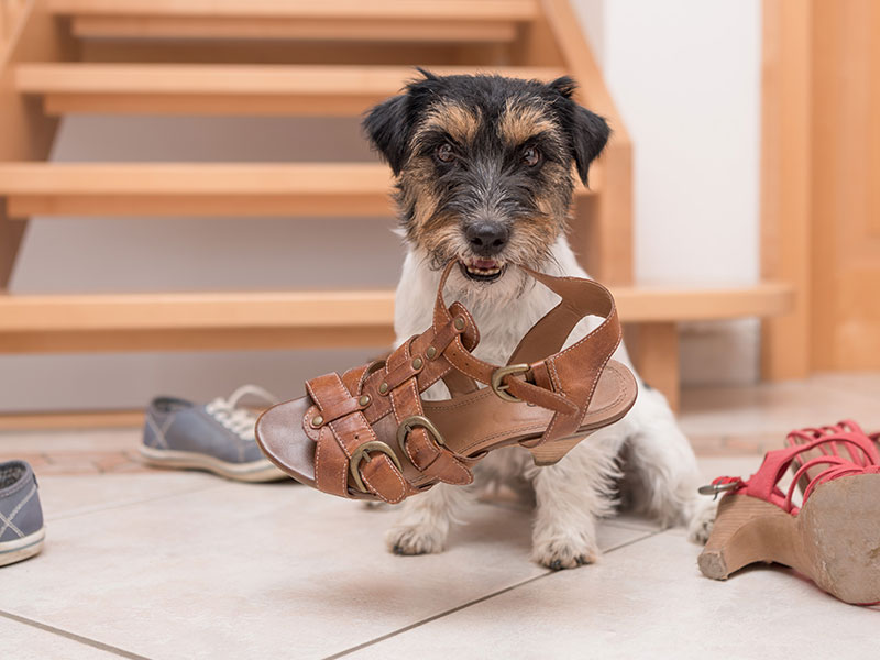 Why Your Dog Steals Your Stuff and What You Can Do About It