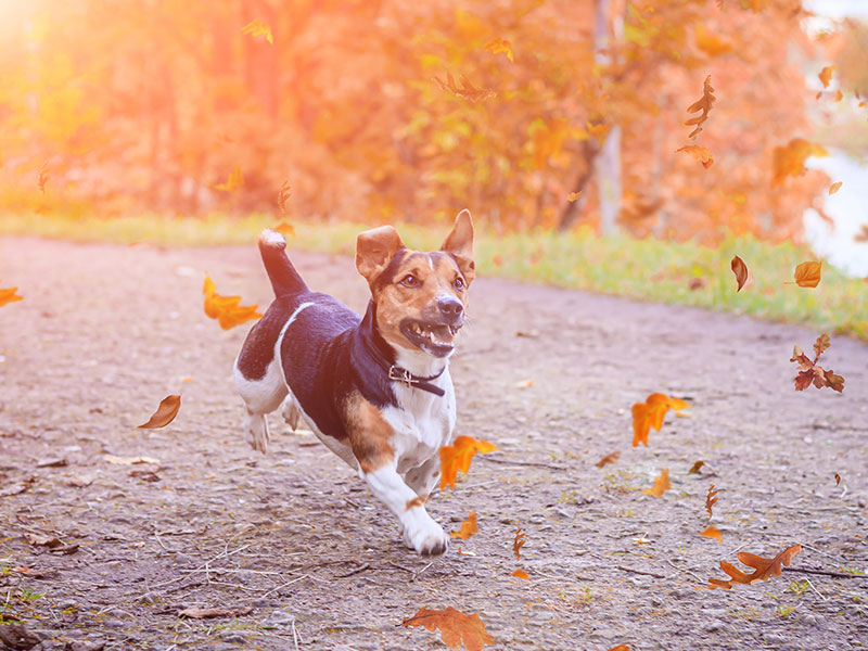 6 Fun Fall Activities for You and Your Dog To Enjoy