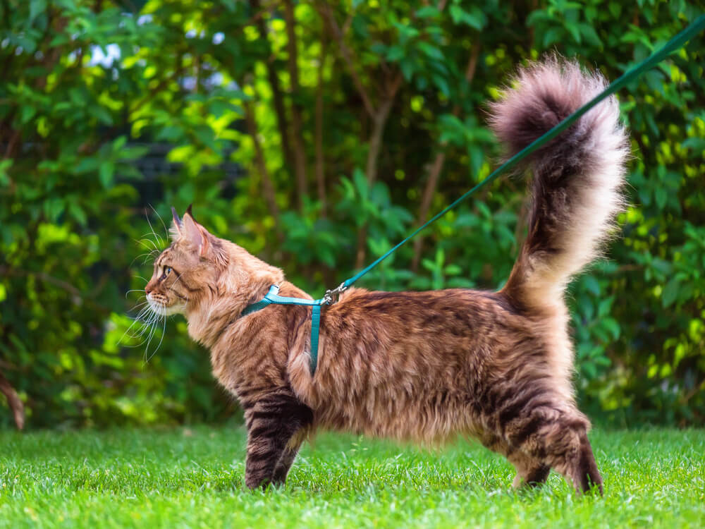 How To Harness Train a Cat