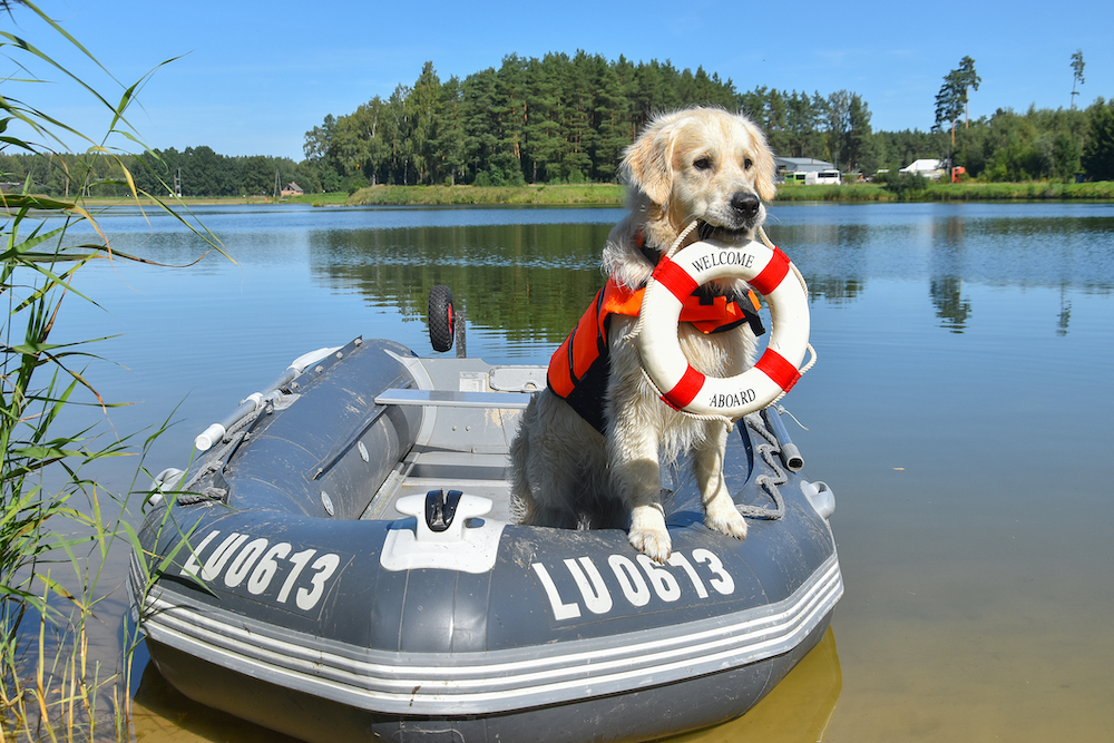 12 Safety Tips for Boating With Dogs