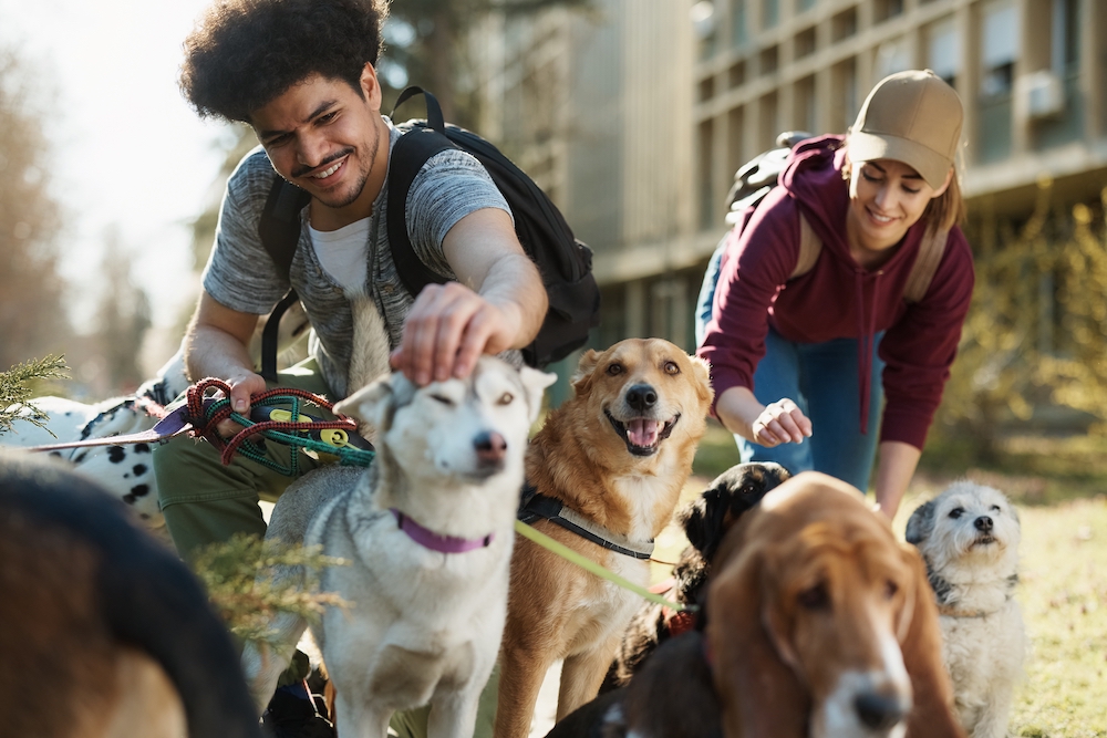 Your Guide To Working With a Pet Sitter