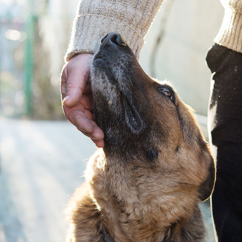 Honoring National Dog Rescue Day