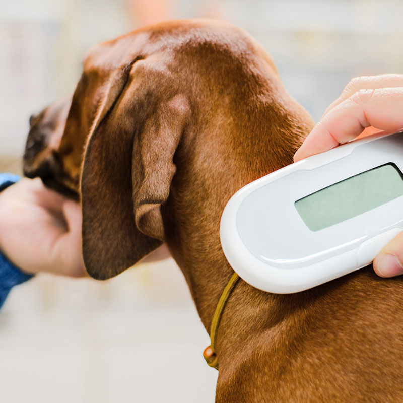 Benefits of Microchipping Your Dog