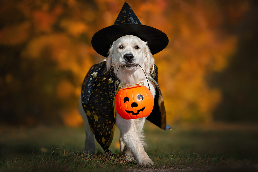 Top Halloween Dog Costumes For 2022