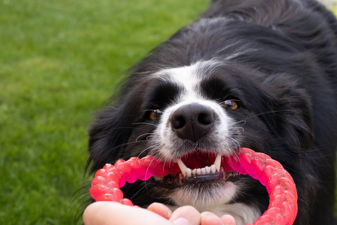 Beyond Destruction: Finding the Best Tough Dog Toys for Your Furry Friend