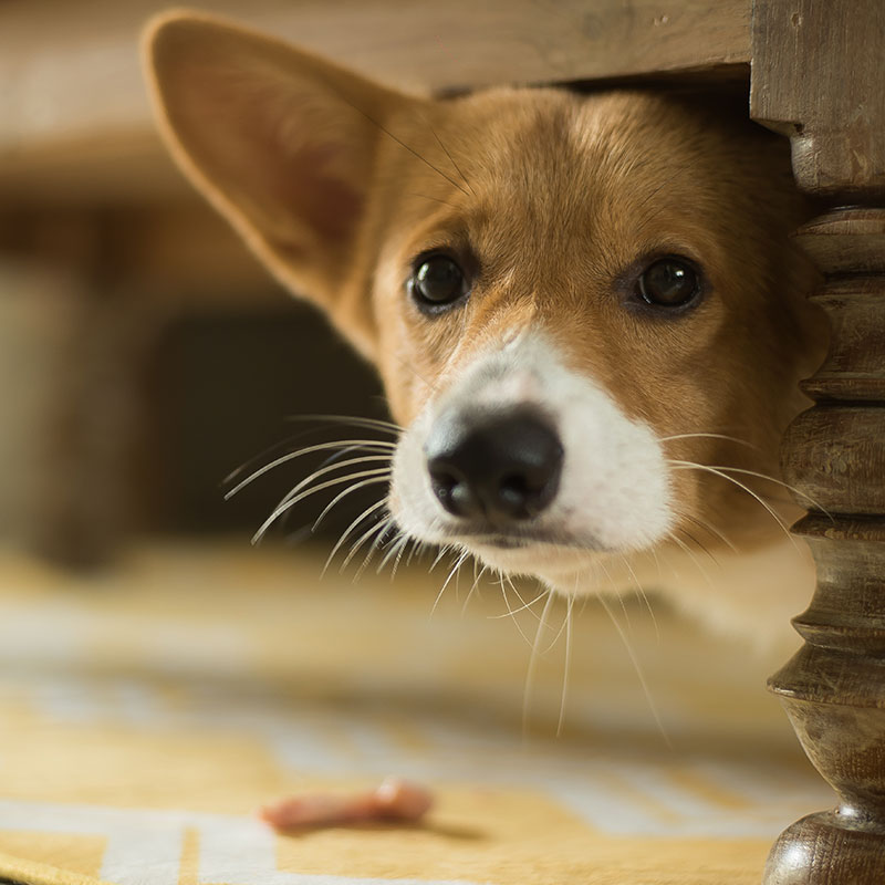 Managing Your Dog's Anxiety