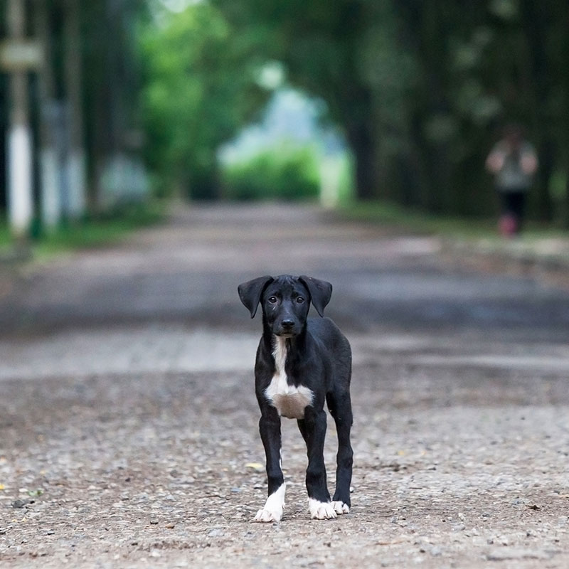 Celebrate National Microchipping Month This June