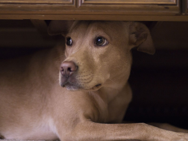 Signs of Pet Stress and How You Can Help Your Dog