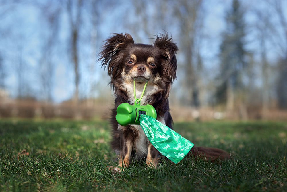 Best Natural and Sustainable Pet Cleaning Products