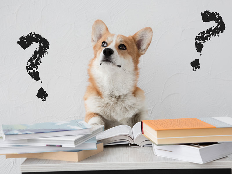 Should I Spay or Neuter My Dog?