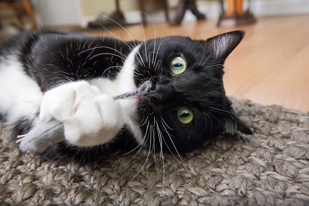 Best Catnip-Infused Toys and Treats