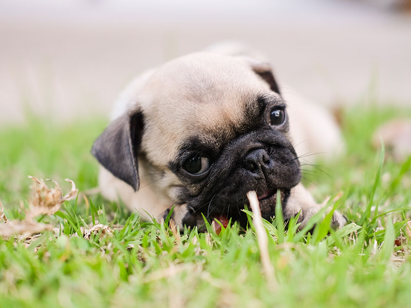 What You Can Do About a Dog That Eats Poop