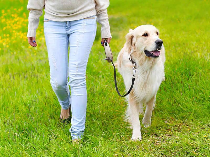 How To Train Your Dog To Use the Bathroom During a Walk