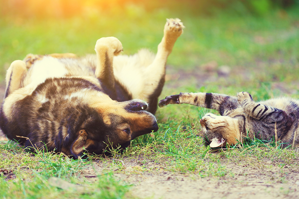 When Catnip Becomes Dognip