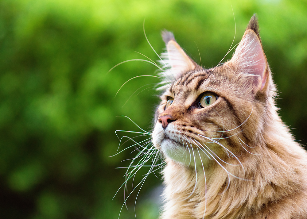 Meet the Cat Breed: Maine Coon