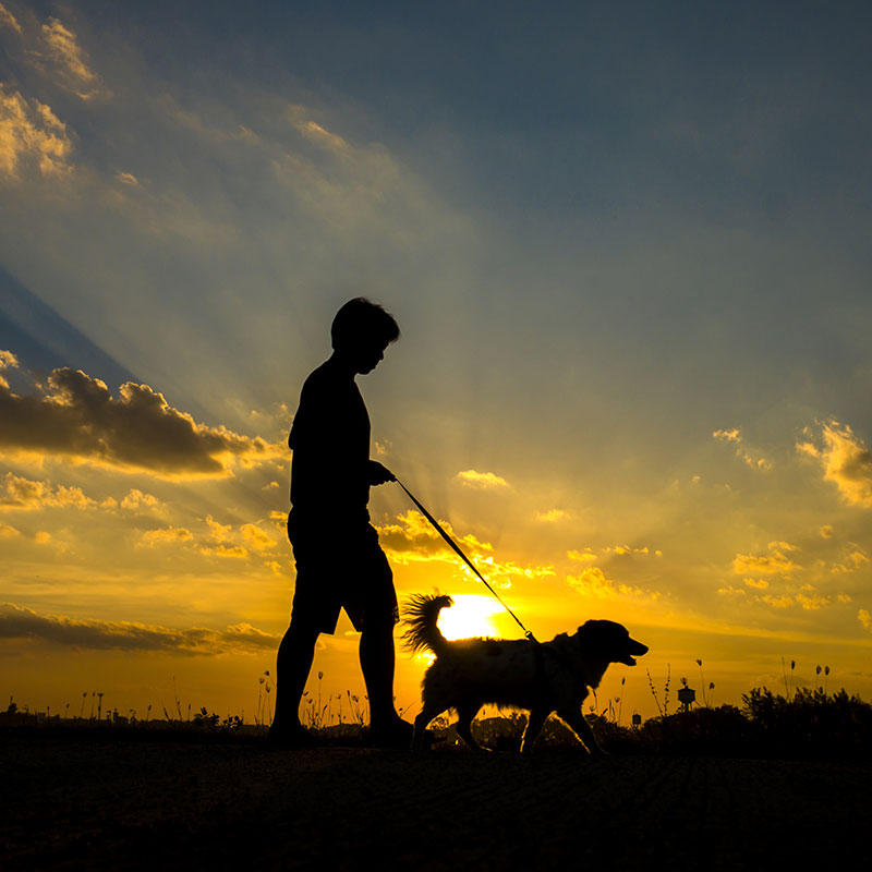 Beat the Heat: How to Stay Safe Walking Your Dog at Night in Summer