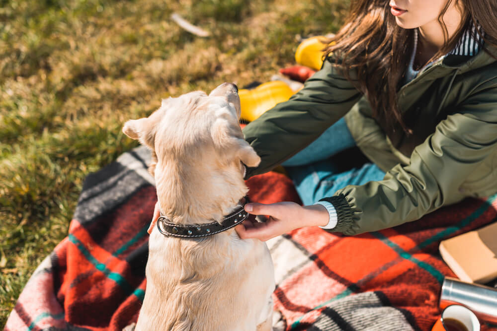 How Tight Should a Dog Collar Be?